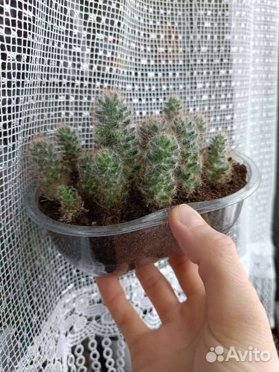 Кактус маммилярия цветущая