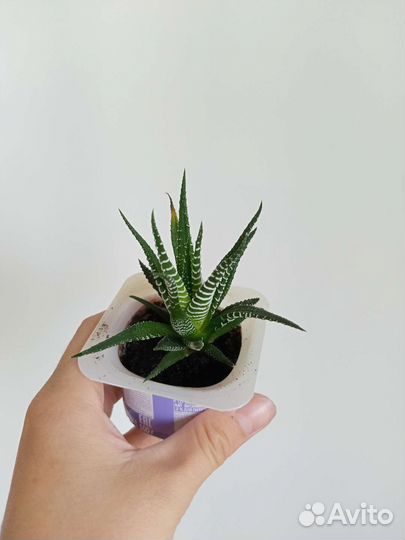 Хавортия суккулент