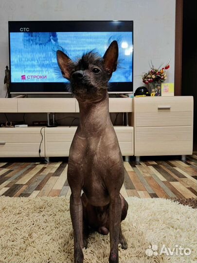 Вязка китайская хохлатая