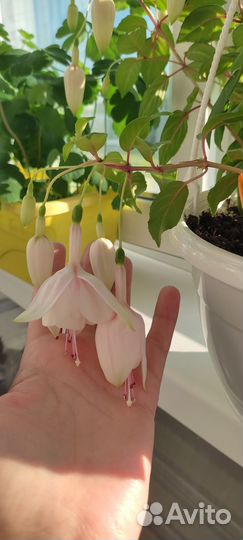 Продажа черенков фуксий