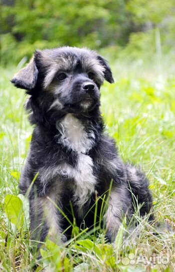 Малыши китайчики