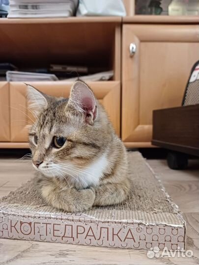Кошечка Аннарекса