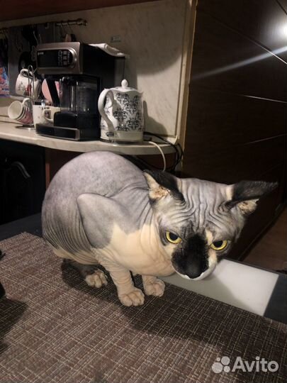 Канадский сфинкс вязка