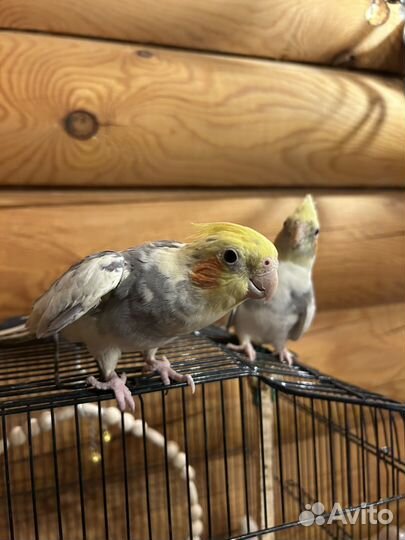 Попугай корелла вместе с клеткой