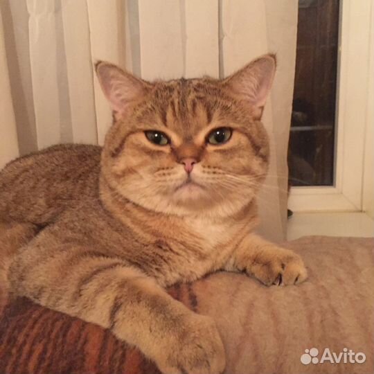 Британец на вязку