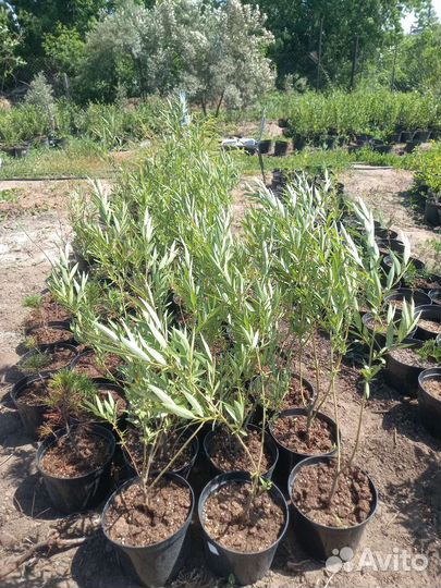 Туя брабант