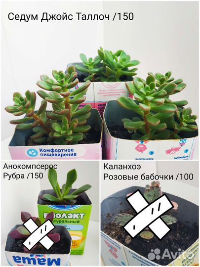 Суккуленты