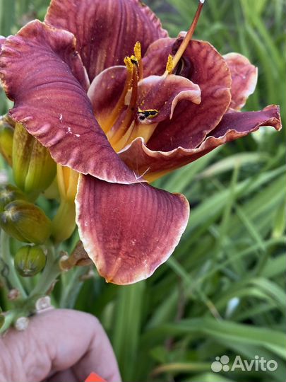 Лилейники сортовые