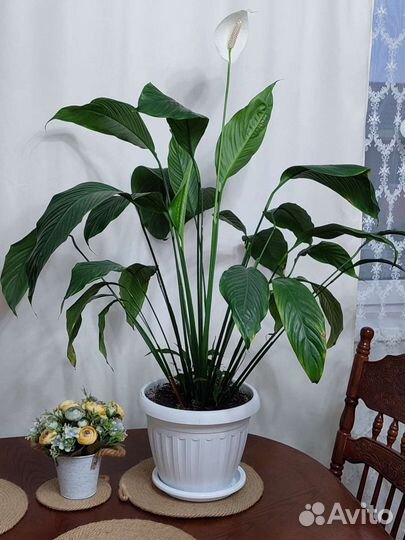 Спатифиллум