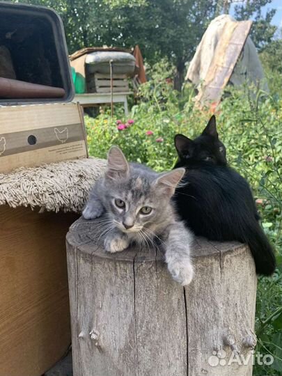 Котята 2.5 месяца наши домашние