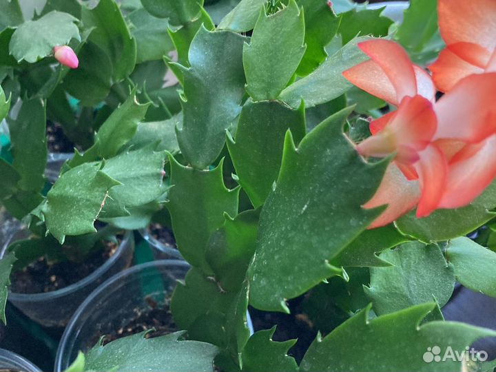 Декабрист, фикус бенждамина