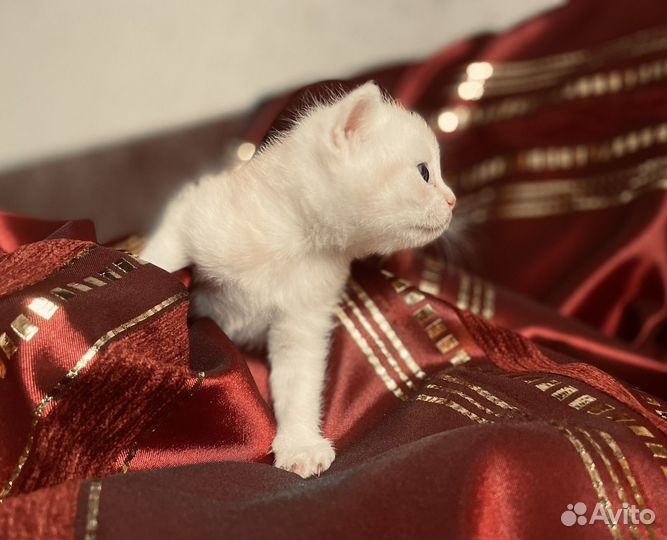 Котята ищут дом