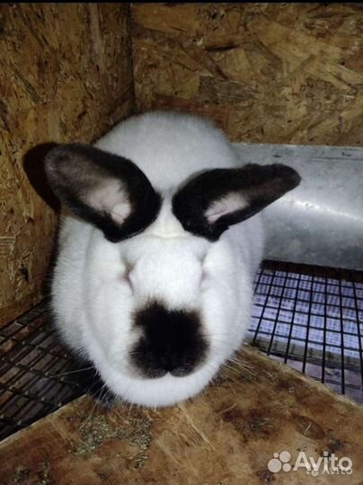 Кролики продажа