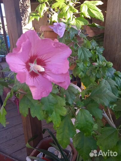 Гибискус садовый