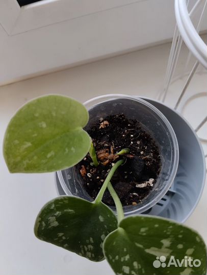 Сциндапсус сильвер энн