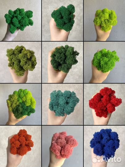 Стабилизированный Мох: Большой выбор цветов, Серый