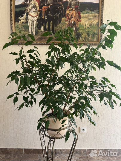 Фикус бенджамина