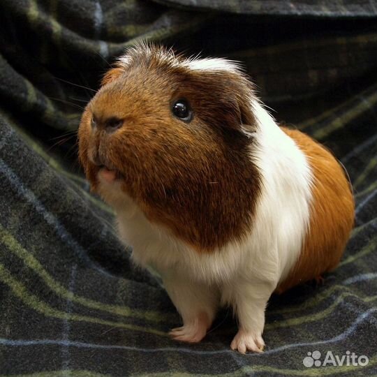 Морская свинка