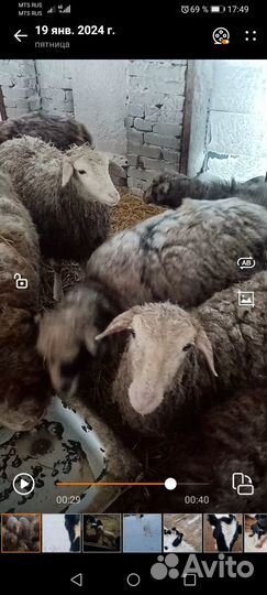Продам овец