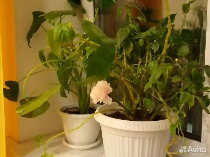 Комнатные растения цветы