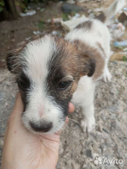 Щенки в добрые руки