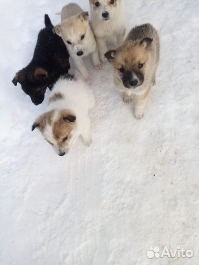 Щенки в хорошие руки