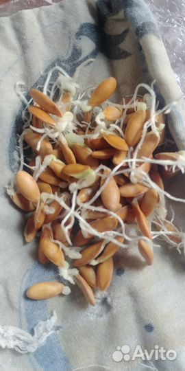 Семена арбуза