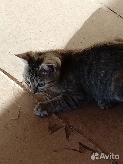 Кошка