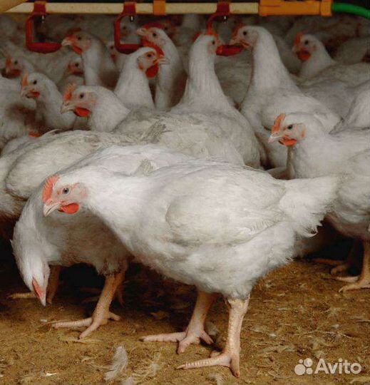 Цыплята бройлеры