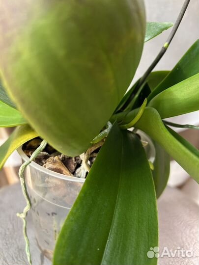 Орхидея фаленопсис