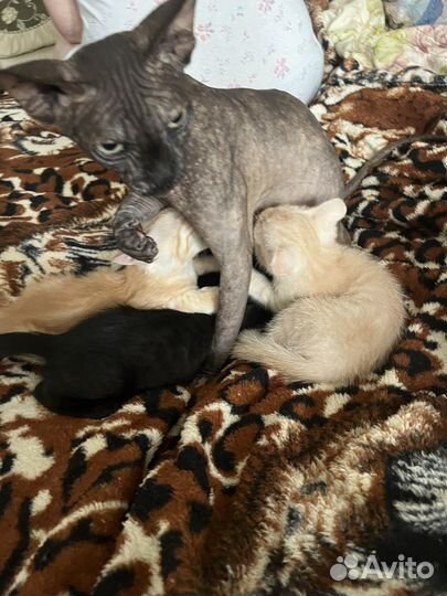 Котики бесплатно в добрые руки