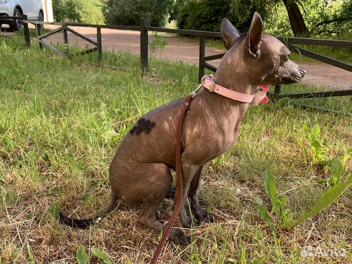 Ксолоитцкуинтли mini