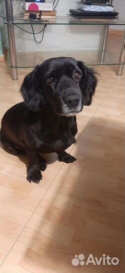 Отдам собаку, мастиф, лайка, разные