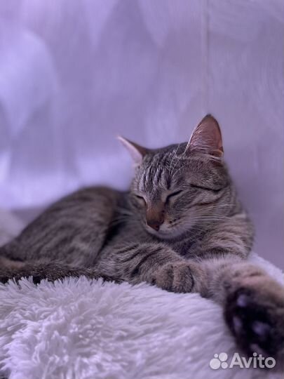 Кошка домашняя