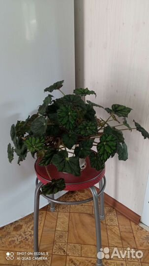 Бегония тигровая