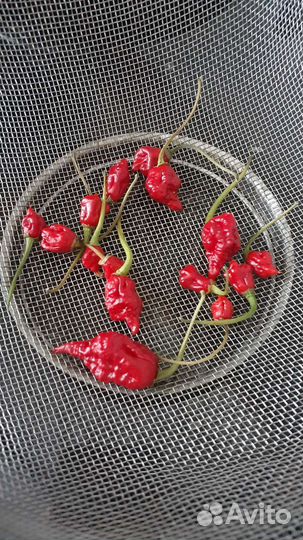 Каролинский жнец