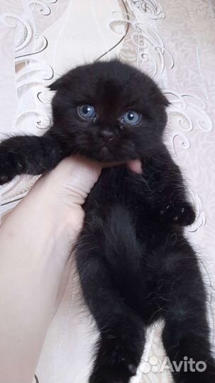 Персидские котята чёрные