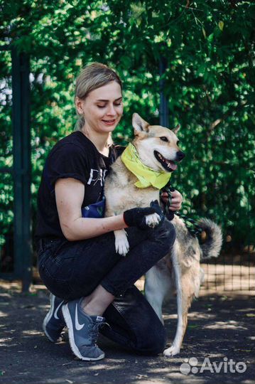 Небольшая собака ждёт свою семью