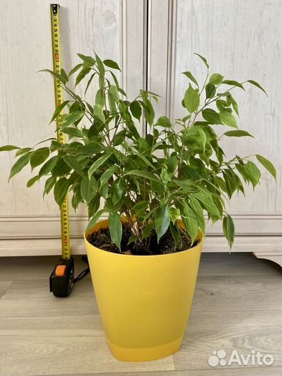 Фикус бенджамина