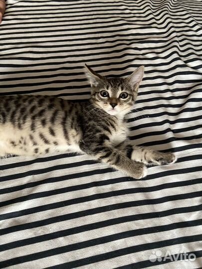 Котёнок