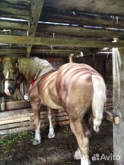 Продам жеребца