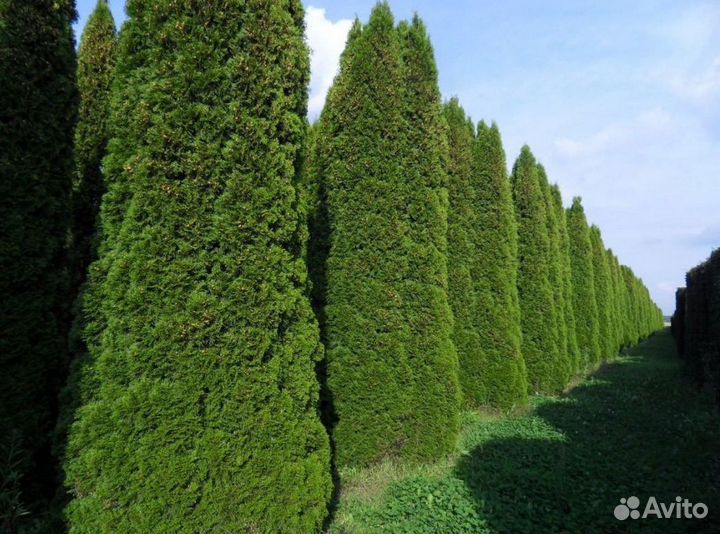 Туя Брабант 1,5 м