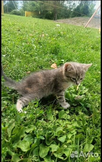 Кошка в дар