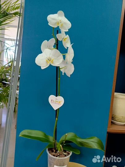 Орхидея фаленопсис