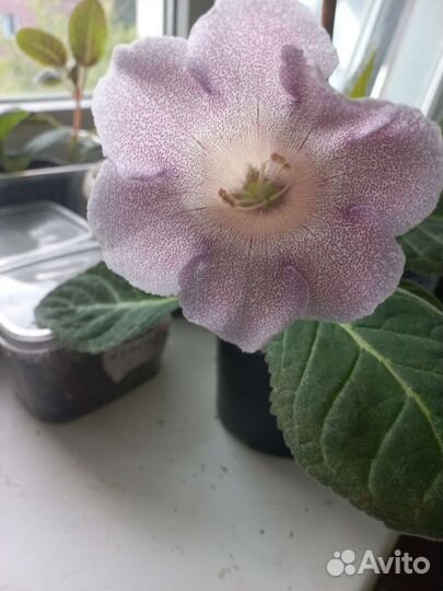 Молодые глоксинии. С бутонами и без. Цвет сюрприз