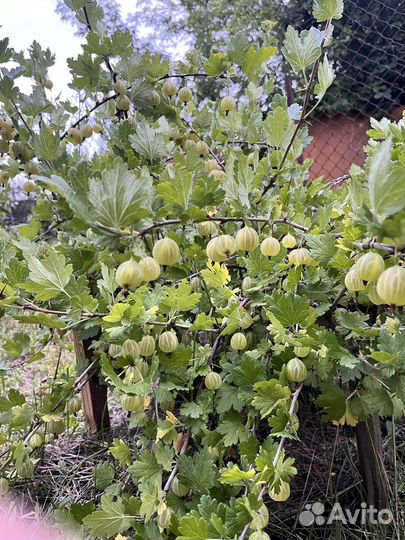 Черная смородина свежая