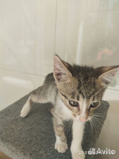 Котенок в дар