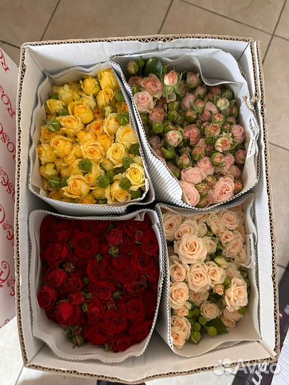 Кустовые розы