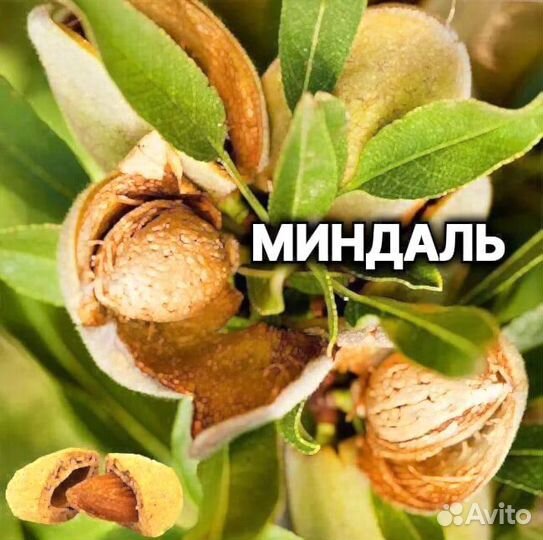 Плодовые декоративные деревья