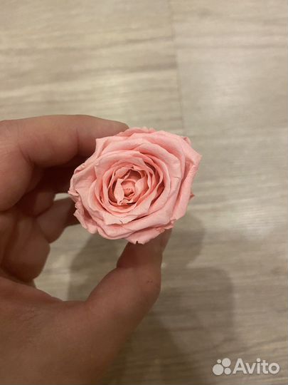 Стабилизированная роза